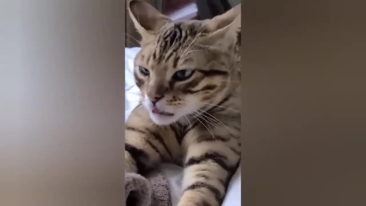 HOUR FUNNY CATS COMPILATION 2022😂_ Funny and Cute Cat Videos😸 ! - 125
