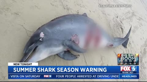 Summer Shark Season Warning