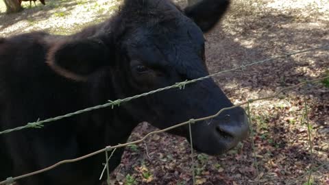 Cows love oranges moo moo moo