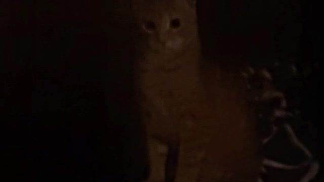a cat or a toy?