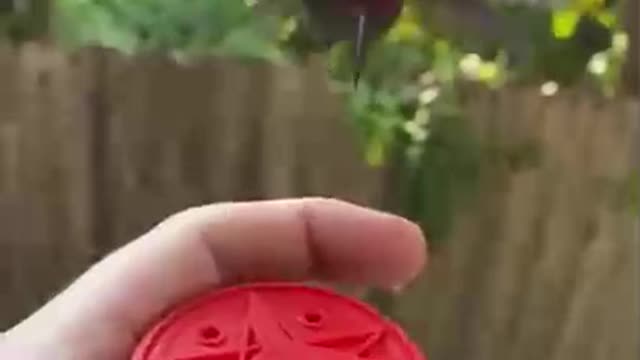 These are their mosquitoes