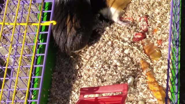 guinea pigs bite