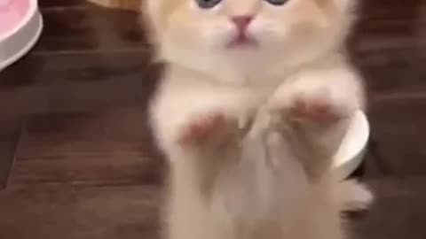 #funny animals
