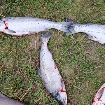 The Chinese character "LOVE" written with Red and Silver Salmon. Homer, Ak