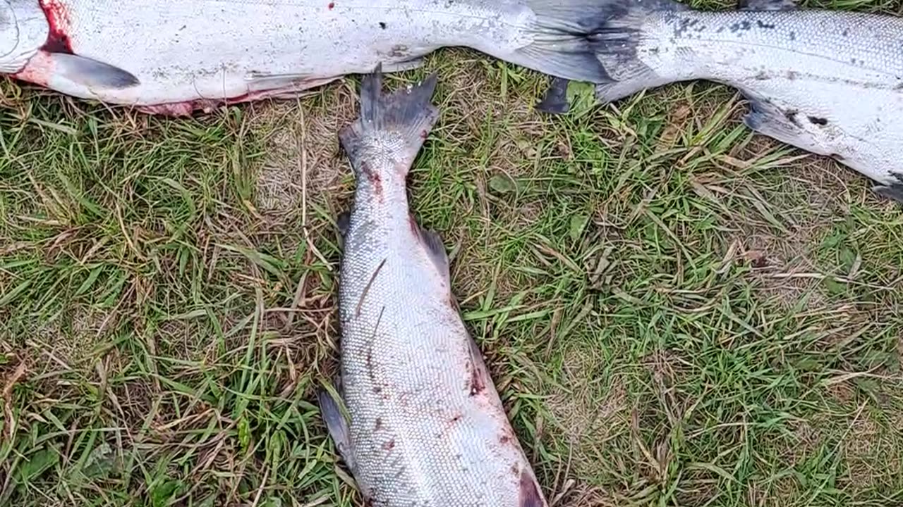 The Chinese character "LOVE" written with Red and Silver Salmon. Homer, Ak