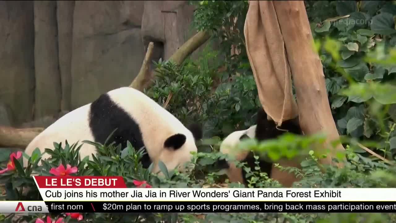 Giant panda cub Le Le makes debut at River Wonders exhibit with his mother Jia Jia