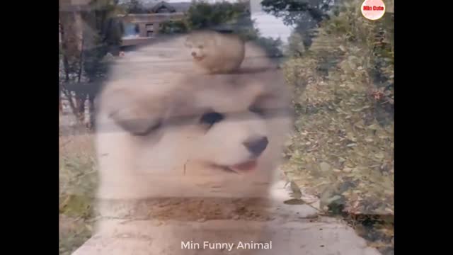 Funniest Animals | Funny Dog And Cat | Funny Animals Video