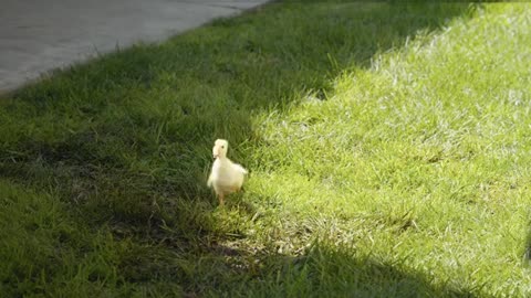 The Runaway Duck