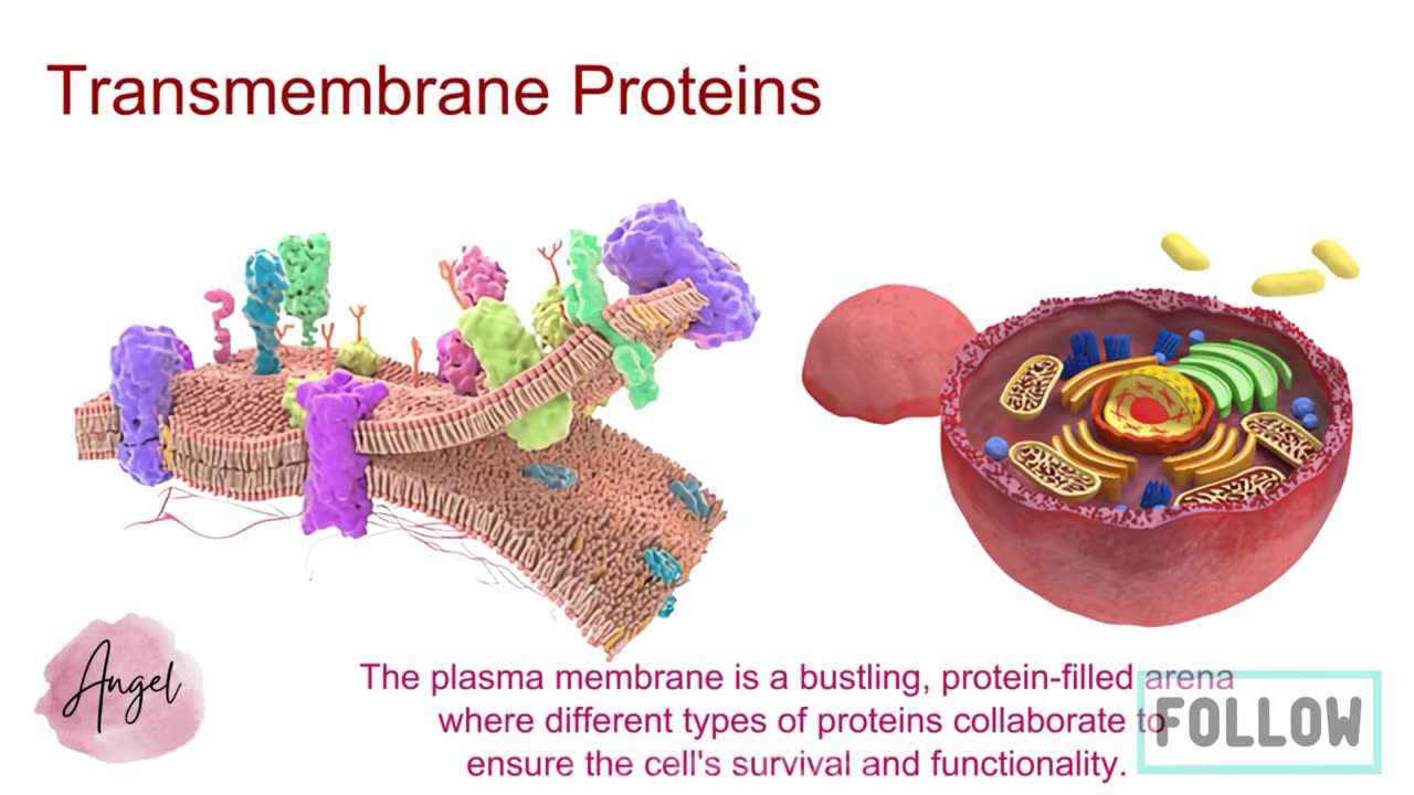 Membrane Proteins Explored_ Introduction to membrane proteins