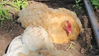 OMC! Dirt bath on a hot summer day - Whitey & friends - Adorable hen flock #adorable #dirt #shorts