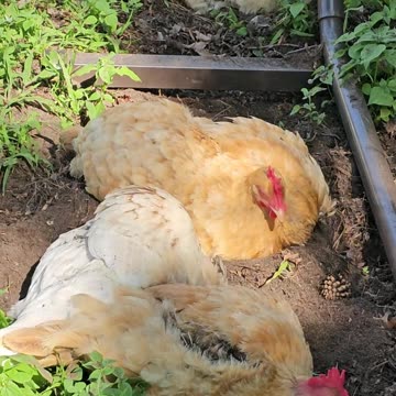 OMC! Dirt bath on a hot summer day - Whitey & friends - Adorable hen flock #adorable #dirt #shorts