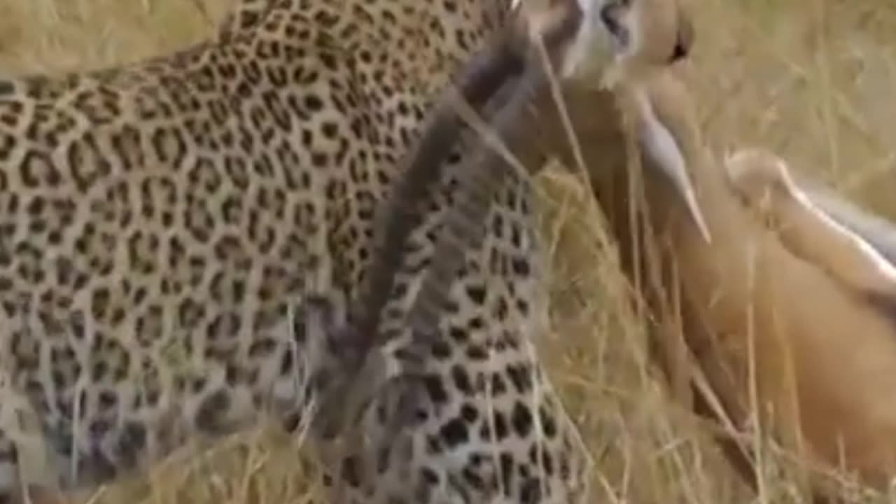 leopard shows amazing speed