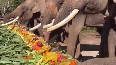 Elephants enjoying the feast