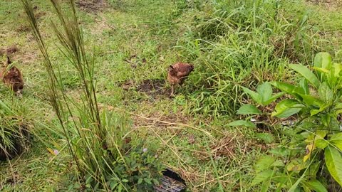 Planting Cacao For Chocolate