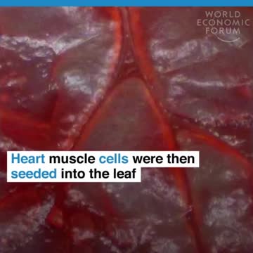 A spinach leaf has been transformed into beating human heart tissue.WPI transformed leaf into heart.