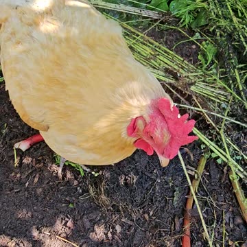 OMC! Curious little chicken doing chicken things while checking out my camera! 😊❤️🐔#chickens #shorts