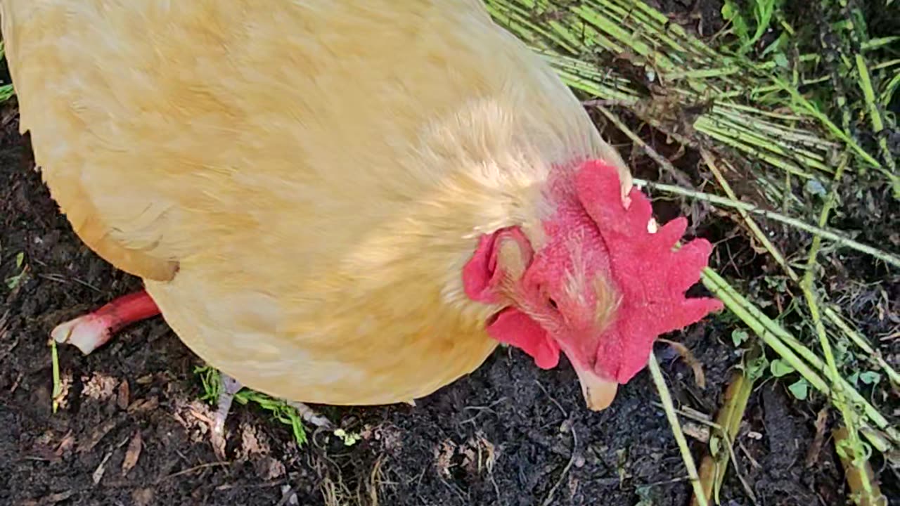 OMC! Curious little chicken doing chicken things while checking out my camera! 😊❤️🐔#chickens #shorts