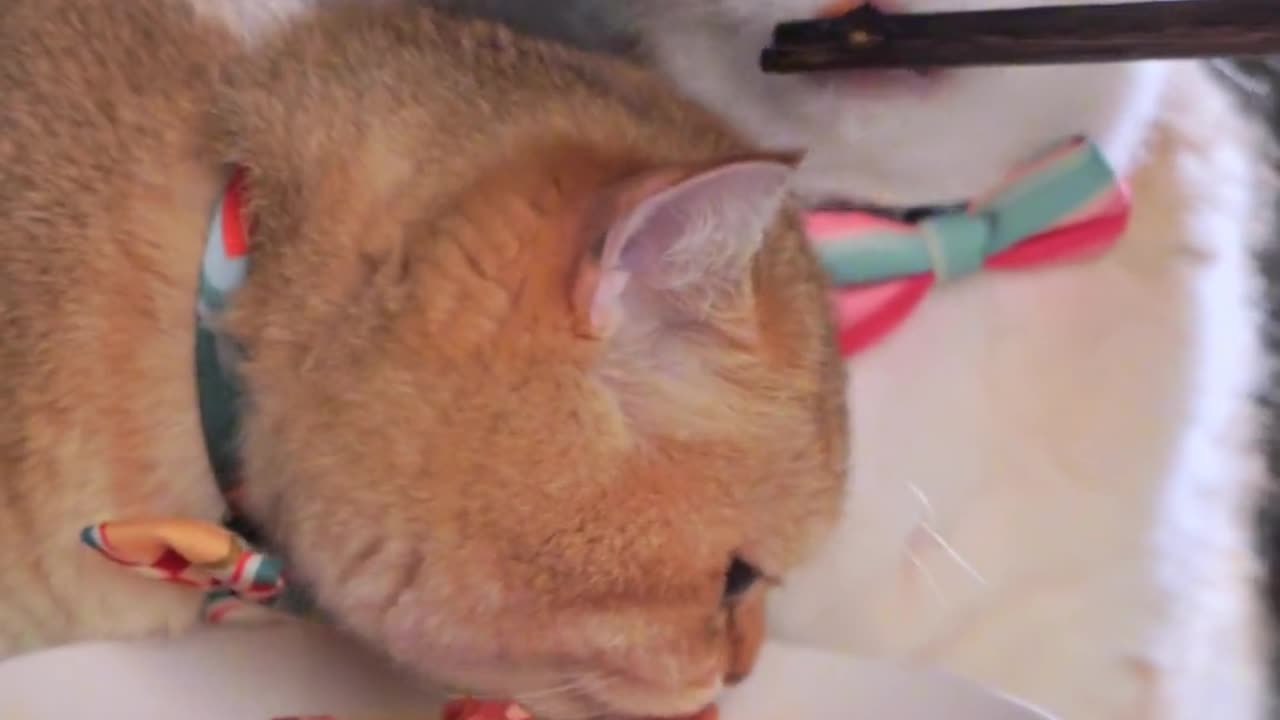 Funny Cat Clips: LOL Moments of Eating Amazing Food Ep 17.