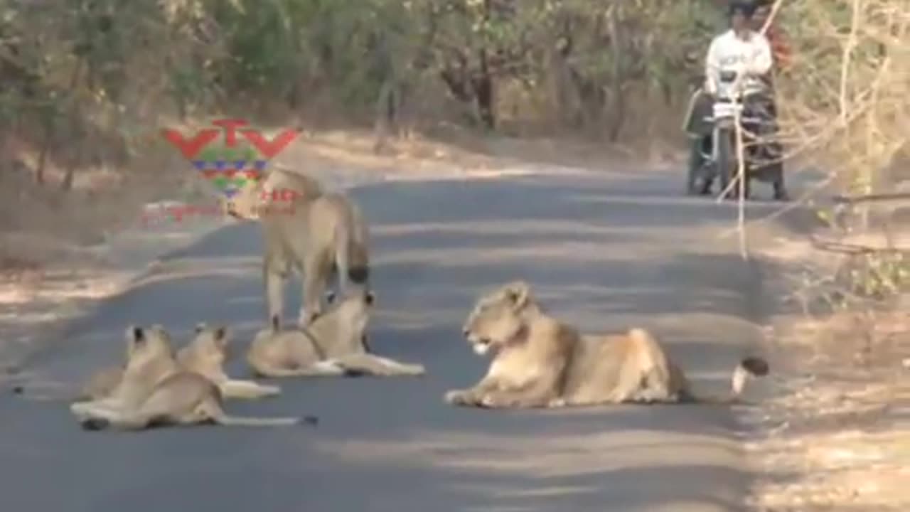 LION FAMILY ON THE ROAD, GIR FOREST, JUNAGADH, INDIA