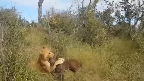 Aghast! The Brutal Moment When the Fierce Lion Couldn't Avoid The Giant Lizard Bites