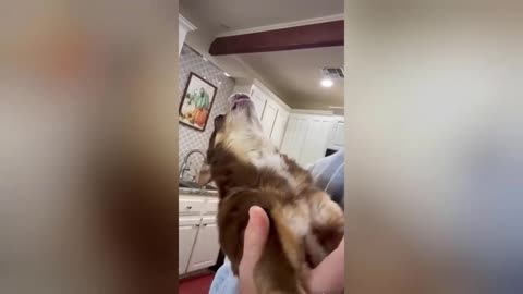 #Fanny videos 😲😲. Part 3 cute animals viral videos 🤯🤯🤯😂😂