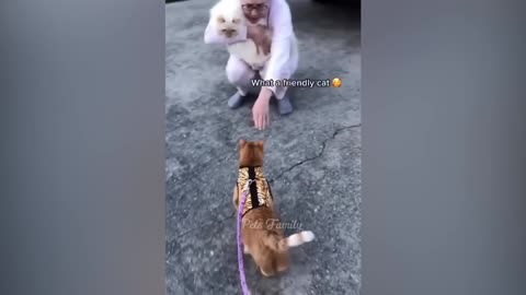 Funny Animal Videos Collection