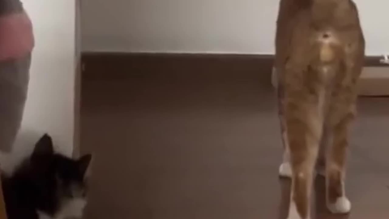 What the cat doing?
