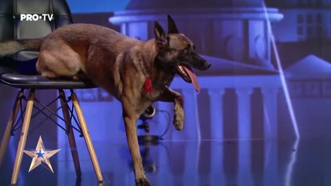 DOG! TALENTED Câinele care a uimit toata sala | Romania's Got Talent