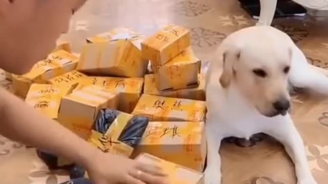 Doggy supports