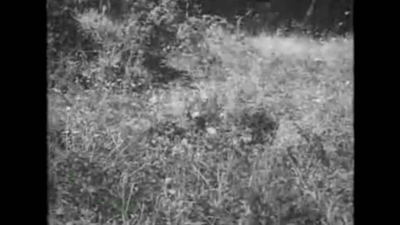 WW2 German sniper training film