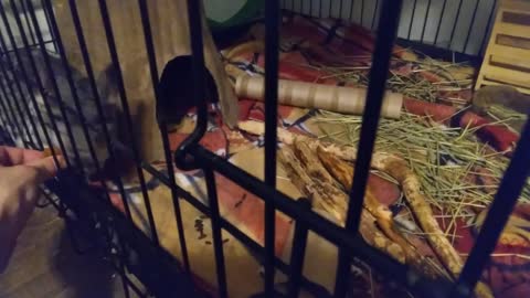 Getting Emma and Jasmine Out of the Bedroom and Giving Zelda Treats