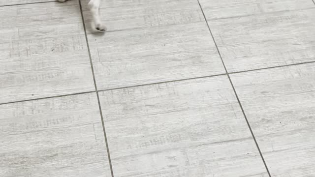 I Taught My Dog to Fetch Me Drinks