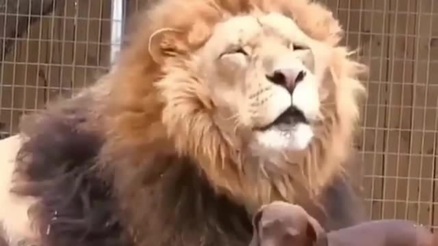 The lion can dominate the world, but he also has a gentle side