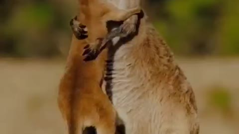 Animals love