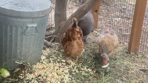 Chickens Eating Scraps 05.2022