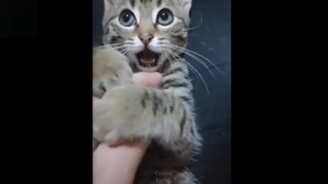 Baby Pets ♥ Cute Funny Animal Video Compilation ♥