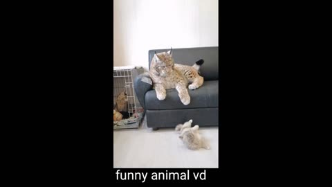 Funny animal videos 🤣🤣😘funny cats