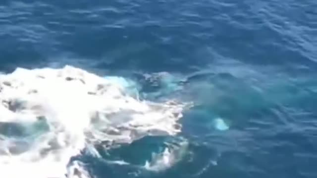 the orca whale's amazing leap😱, and its very loud screams😱