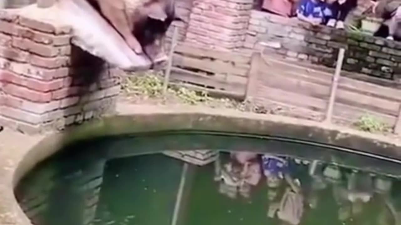 Funny_Animal_Videos_of_2023🤣_-_Best_Pig_Video_-_Funny_animals_🐖#shorts_#pigs_#funnyanimals