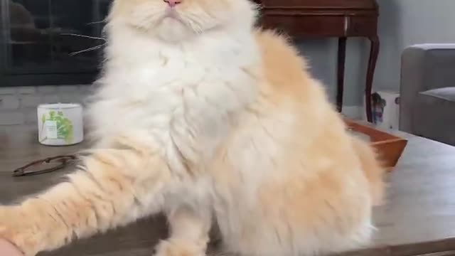 Funny Cat Move Dance