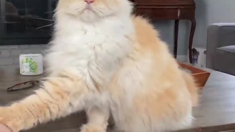 Funny Cat Move Dance