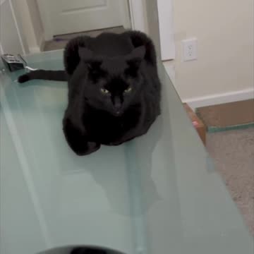 Adopting a Cat from a Shelter Vlog - Cute Precious Piper is Contemplating in the Office #shorts