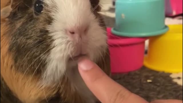 The hamster froze when it touched its mouth.