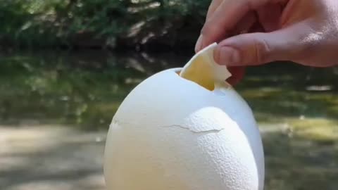 Breakfast with Ostrich Eggs in Nature ..Dutch oven Ostrich eggs