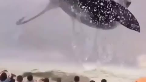 This is a beautiful and charming water-dwelling species