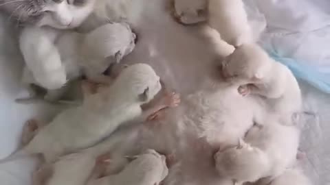 Mother cat Feeding her cutest tribe kittens