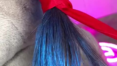 Best lady bug miraculous