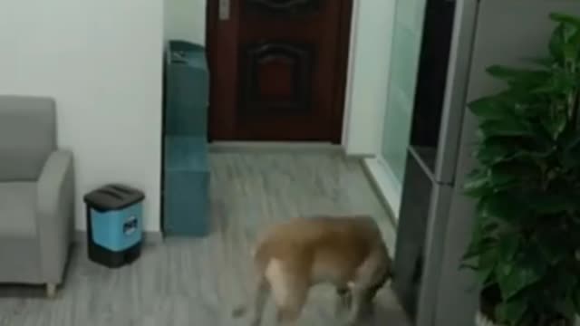 Dog steals owner's ice cream