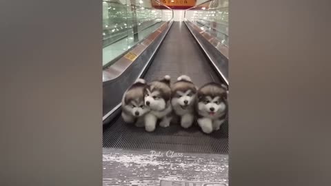 2023 😂 Funny Cats and Dogs Videos 😺🐶