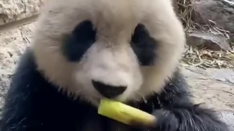 Do you like pandas ？